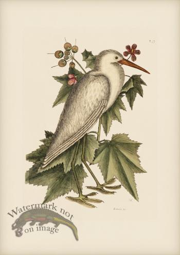 077  Little White Heron